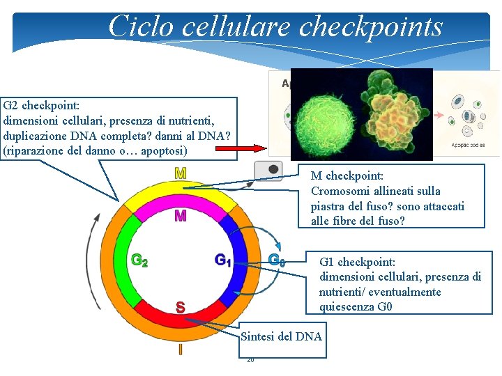 Ciclo cellulare checkpoints G 2 checkpoint: dimensioni cellulari, presenza di nutrienti, duplicazione DNA completa?