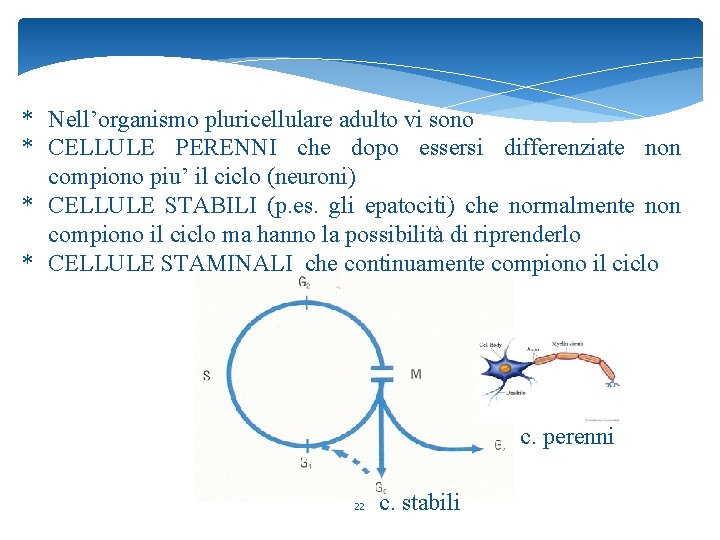 * Nell’organismo pluricellulare adulto vi sono * CELLULE PERENNI che dopo essersi differenziate non