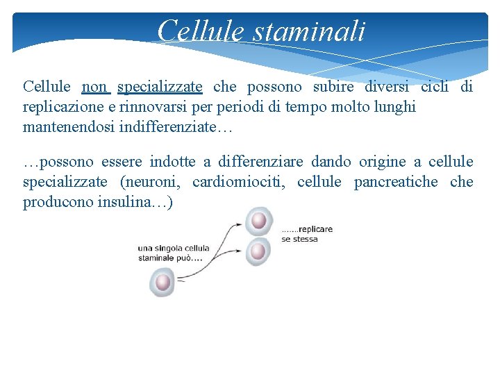 Cellule staminali Cellule non specializzate che possono subire diversi cicli di replicazione e rinnovarsi