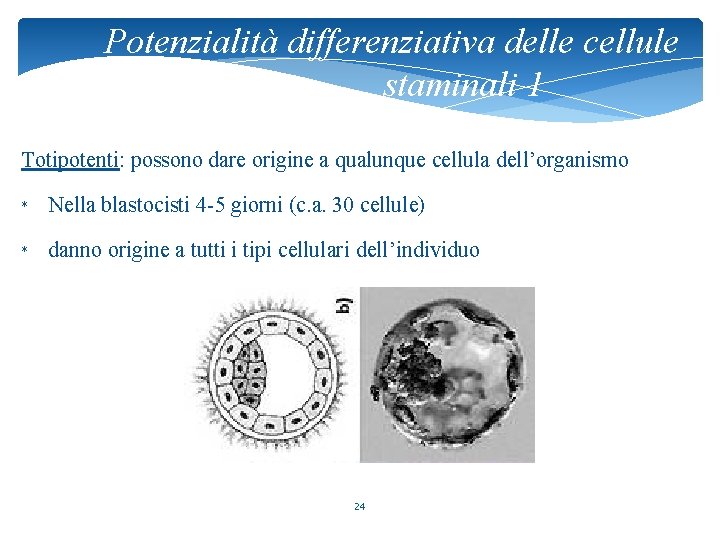 Potenzialità differenziativa delle cellule staminali 1 Totipotenti: possono dare origine a qualunque cellula dell’organismo