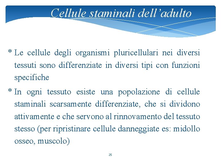 Cellule staminali dell’adulto * Le cellule degli organismi pluricellulari nei diversi tessuti sono differenziate