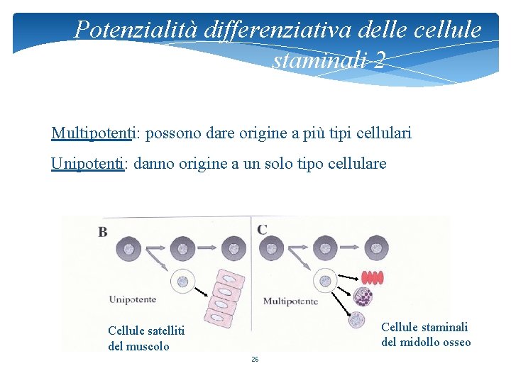 Potenzialità differenziativa delle cellule staminali 2 Multipotenti: possono dare origine a più tipi cellulari