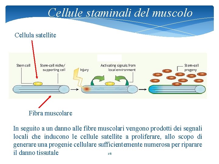 Cellule staminali del muscolo Cellula satellite Fibra muscolare In seguito a un danno alle