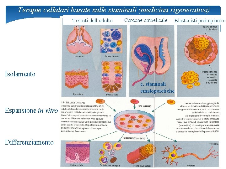 Terapie cellulari basate sulle staminali (medicina rigenerativa) Tessuti dell’adulto Cordone ombelicale Blastocisti preimpianto Isolamento
