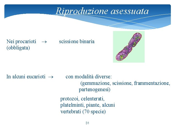 Riproduzione asessuata Nei procarioti (obbligata) scissione binaria In alcuni eucarioti con modalità diverse: (gemmazione,