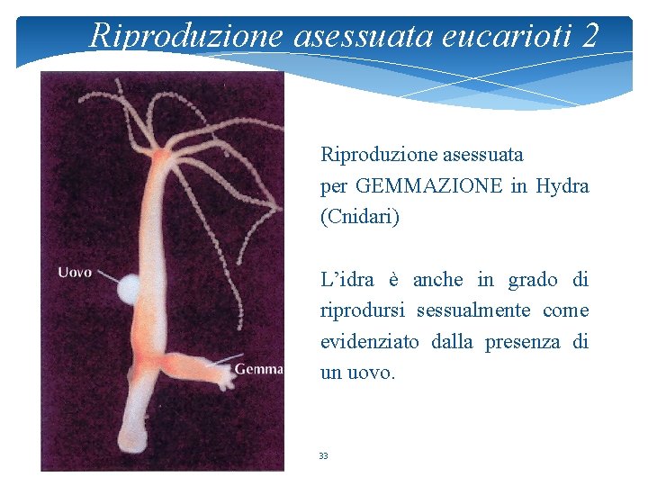 Riproduzione asessuata eucarioti 2 Riproduzione asessuata per GEMMAZIONE in Hydra (Cnidari) L’idra è anche