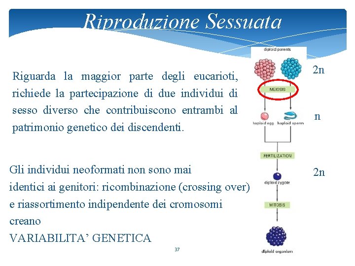 Riproduzione Sessuata Riguarda la maggior parte degli eucarioti, richiede la partecipazione di due individui