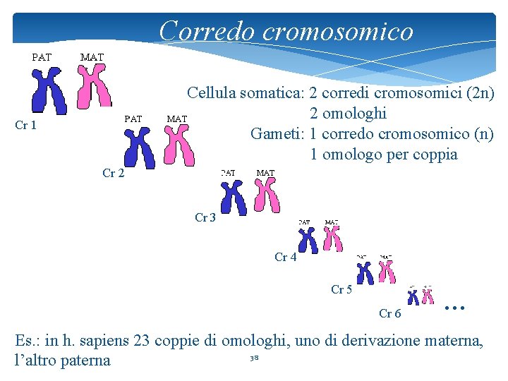 Corredo cromosomico Cellula somatica: 2 corredi cromosomici (2 n) 2 omologhi Gameti: 1 corredo