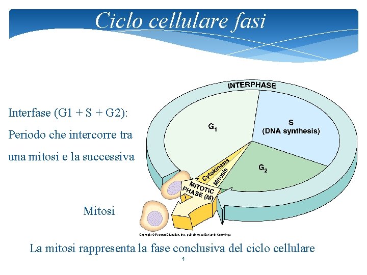 Ciclo cellulare fasi Interfase (G 1 + S + G 2): Periodo che intercorre