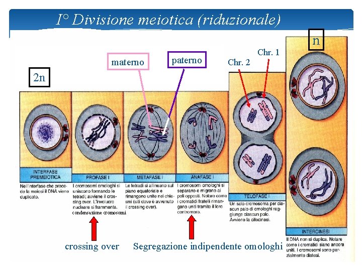 I° Divisione meiotica (riduzionale) materno paterno Chr. 1 Chr. 2 2 n condensazione cromosomi