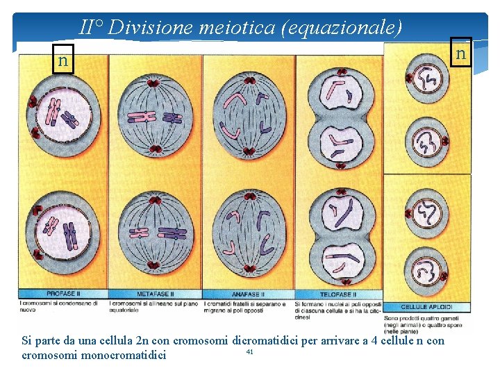 II° Divisione meiotica (equazionale) n Si parte da una cellula 2 n con cromosomi