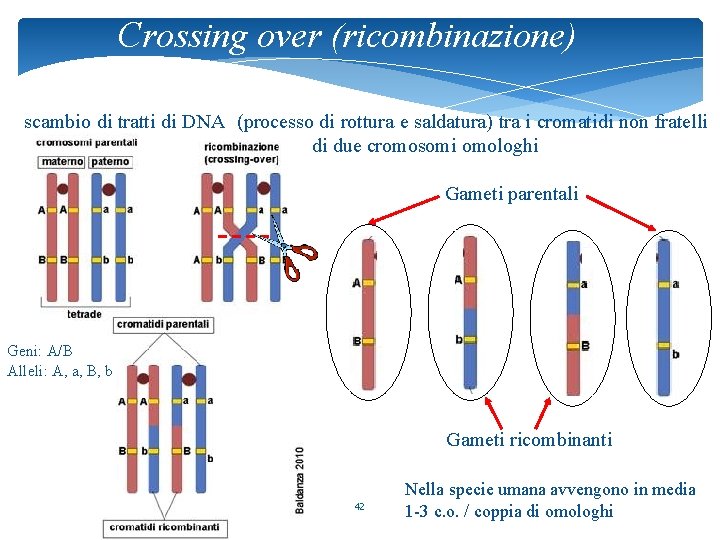 Crossing over (ricombinazione) scambio di tratti di DNA (processo di rottura e saldatura) tra