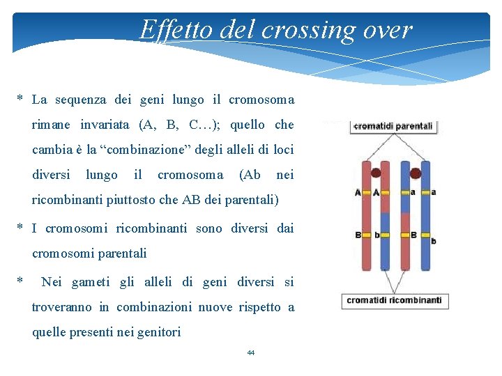 Effetto del crossing over * La sequenza dei geni lungo il cromosoma rimane invariata