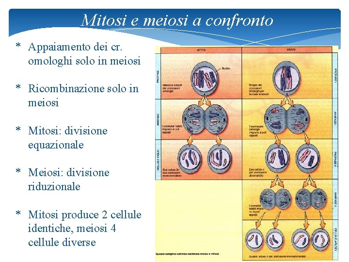 Mitosi e meiosi a confronto * Appaiamento dei cr. omologhi solo in meiosi *