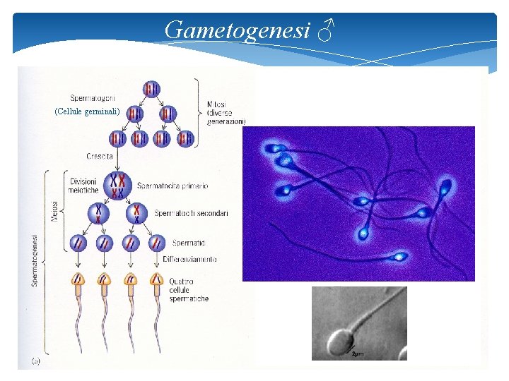 Gametogenesi ♂ (Cellule germinali) Normalmente degenerano 48 