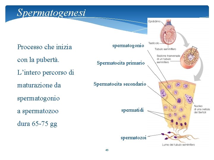 Spermatogenesi spermatogonio Processo che inizia con la pubertà. Spermatocita primario L’intero percorso di maturazione