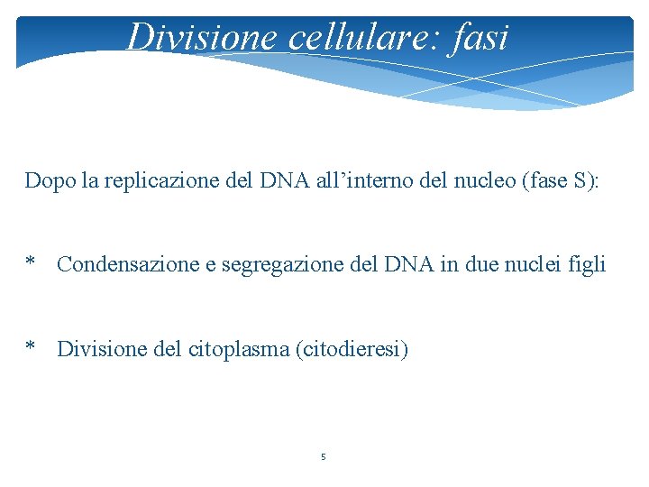 Divisione cellulare: fasi Dopo la replicazione del DNA all’interno del nucleo (fase S): *