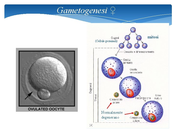 Gametogenesi ♀ mitosi (Cellule germinali) Normalmente degenerano 51 