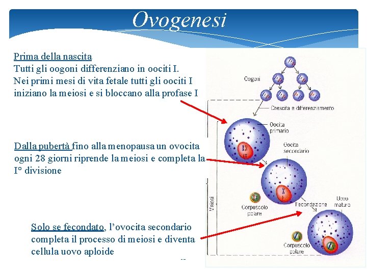 Ovogenesi Prima della nascita Tutti gli oogoni differenziano in oociti I. Nei primi mesi