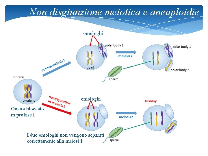 Non disgiunzione meiotica e aneuploidie omologhi Oocita bloccato in profase I I due omologhi