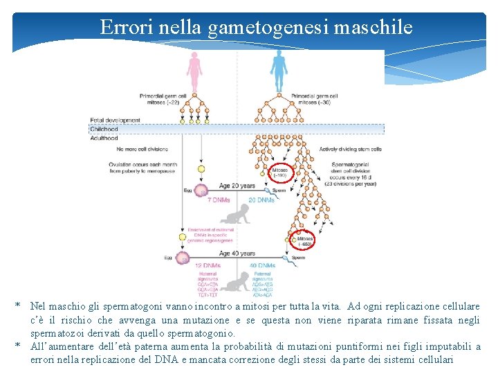 Errori nella gametogenesi maschile * Nel maschio gli spermatogoni vanno incontro a mitosi per