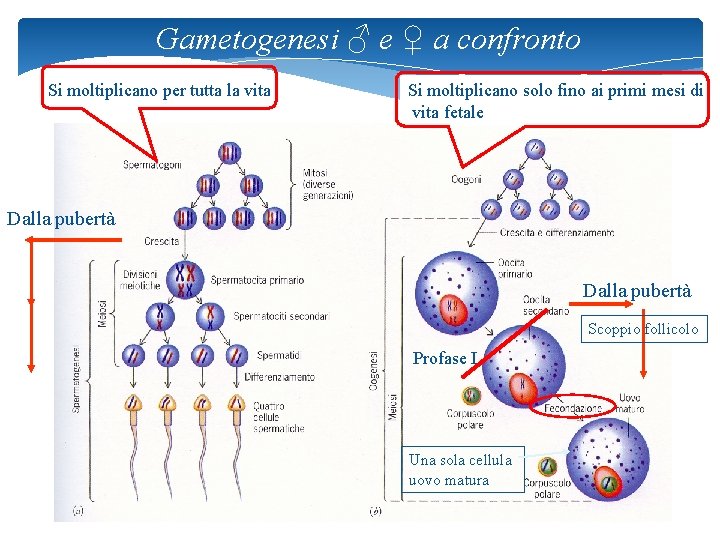 Gametogenesi ♂ e ♀ a confronto Si moltiplicano per tutta la vita Si moltiplicano