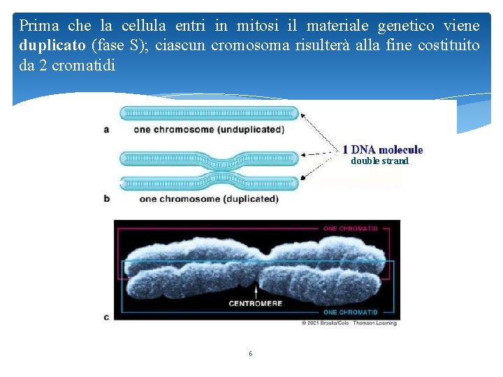 Prima che la cellula entri in mitosi il materiale genetico viene duplicato (fase S);