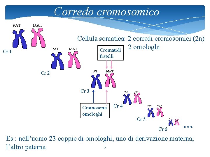 Corredo cromosomico Cellula somatica: 2 corredi cromosomici (2 n) Cromatidi 2 omologhi Cr 1