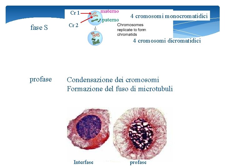 Cr 1 fase S Cr 2 materno paterno 4 cromosomi monocromatidici 4 cromosomi dicromatidici