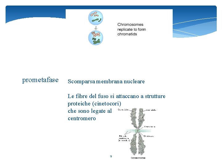 prometafase Scomparsa membrana nucleare Le fibre del fuso si attaccano a strutture proteiche (cinetocori)