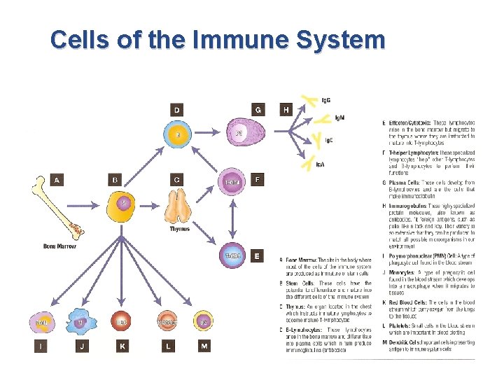 Cells of the Immune System 