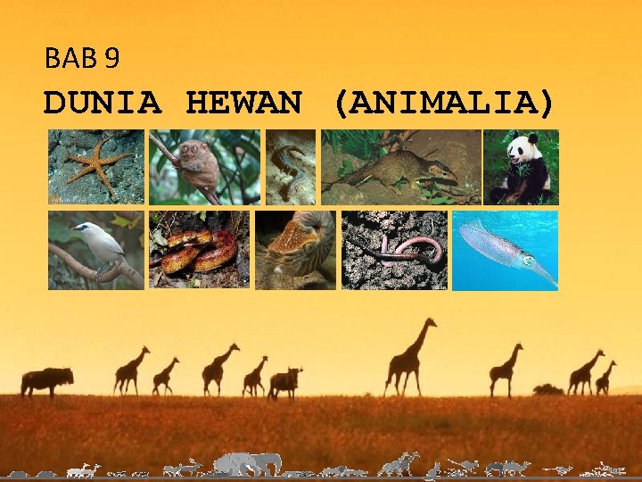 BAB 9 DUNIA HEWAN (ANIMALIA) 