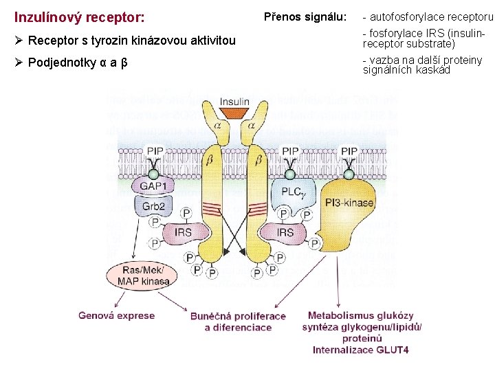 Inzulínový receptor: Ø Receptor s tyrozin kinázovou aktivitou Ø Podjednotky α a β Přenos