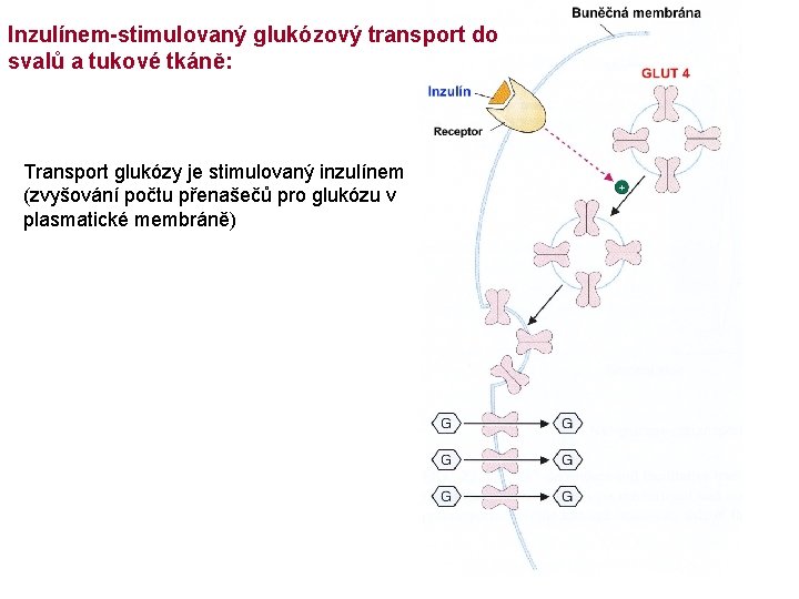 Inzulínem-stimulovaný glukózový transport do svalů a tukové tkáně: Transport glukózy je stimulovaný inzulínem (zvyšování