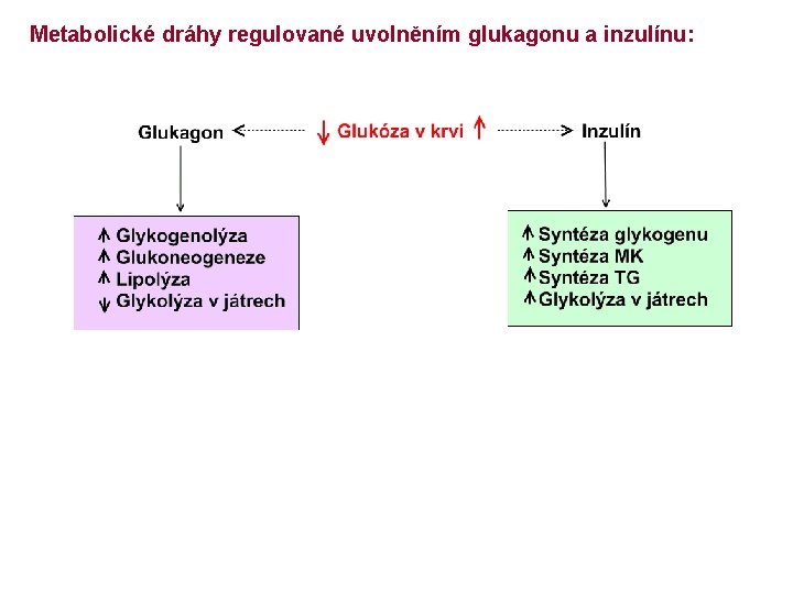 Metabolické dráhy regulované uvolněním glukagonu a inzulínu: 