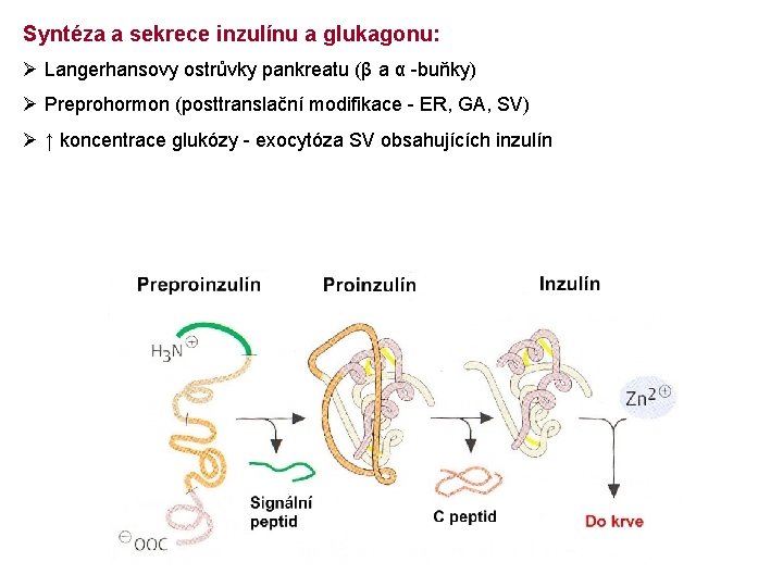 Syntéza a sekrece inzulínu a glukagonu: Ø Langerhansovy ostrůvky pankreatu (β a α -buňky)