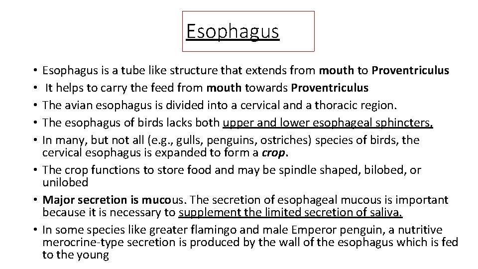 Esophagus is a tube like structure that extends from mouth to Proventriculus It helps
