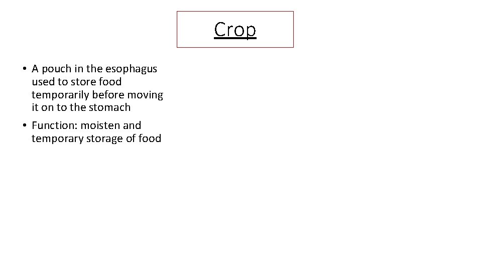 Crop • A pouch in the esophagus used to store food temporarily before moving