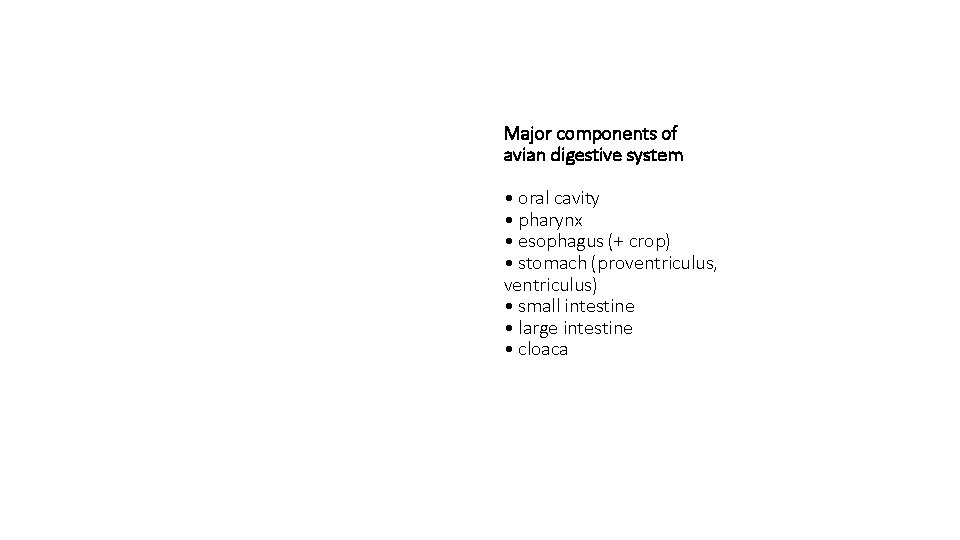 Major components of avian digestive system • oral cavity • pharynx • esophagus (+