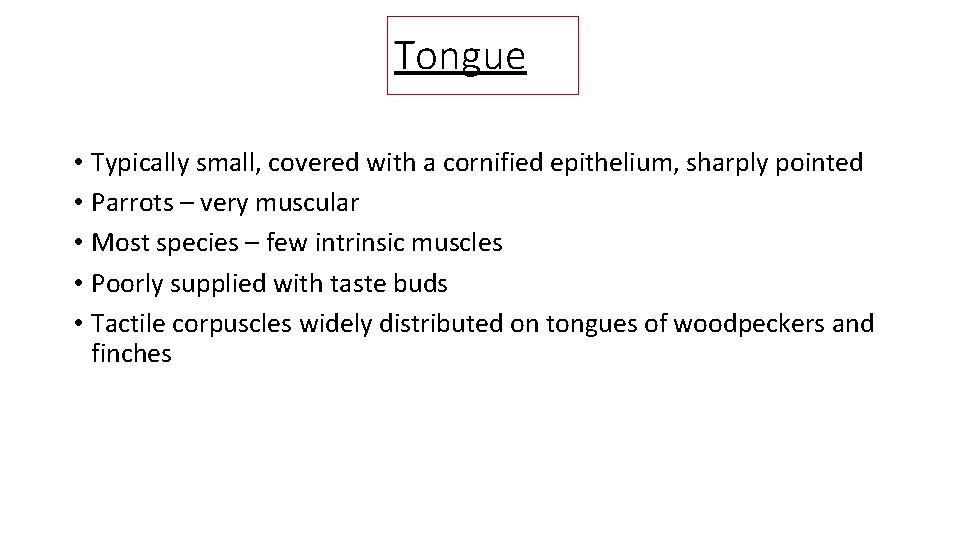 Tongue • Typically small, covered with a cornified epithelium, sharply pointed • Parrots –