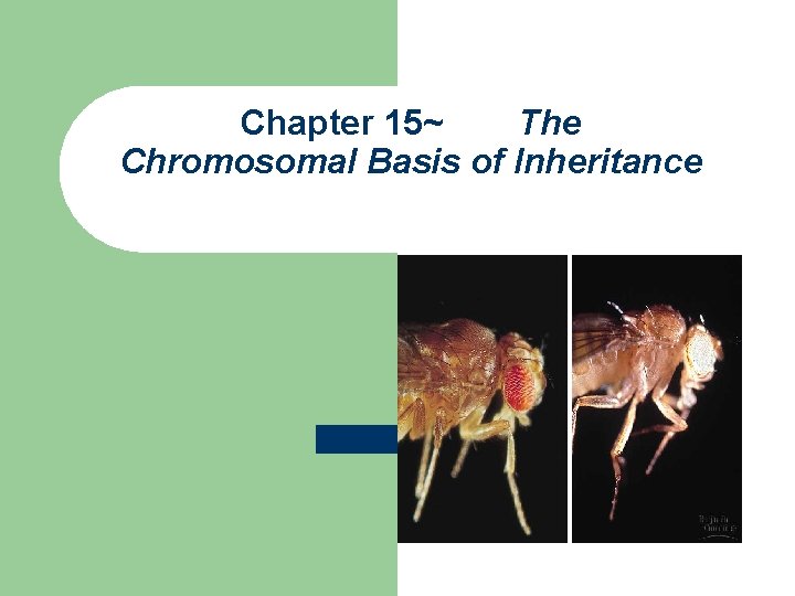 Chapter 15~ The Chromosomal Basis of Inheritance 