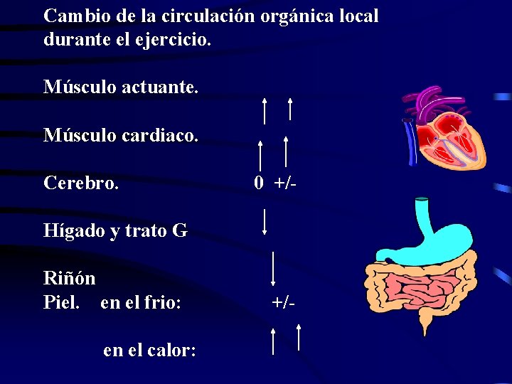 Cambio de la circulación orgánica local durante el ejercicio. Músculo actuante. Músculo cardiaco. Cerebro.