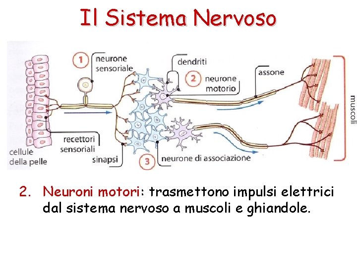 Il Sistema Nervoso 2. Neuroni motori: trasmettono impulsi elettrici dal sistema nervoso a muscoli