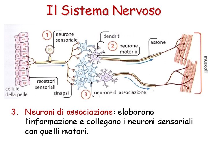 Il Sistema Nervoso 3. Neuroni di associazione: elaborano l’informazione e collegano i neuroni sensoriali