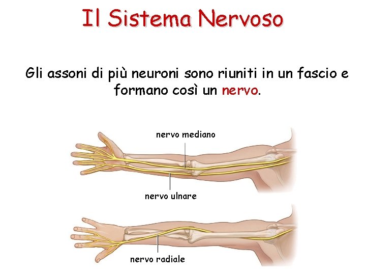 Il Sistema Nervoso Gli assoni di più neuroni sono riuniti in un fascio e