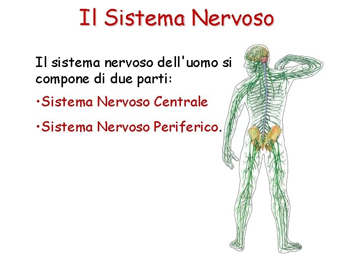 Il Sistema Nervoso Il sistema nervoso dell'uomo si compone di due parti: • Sistema