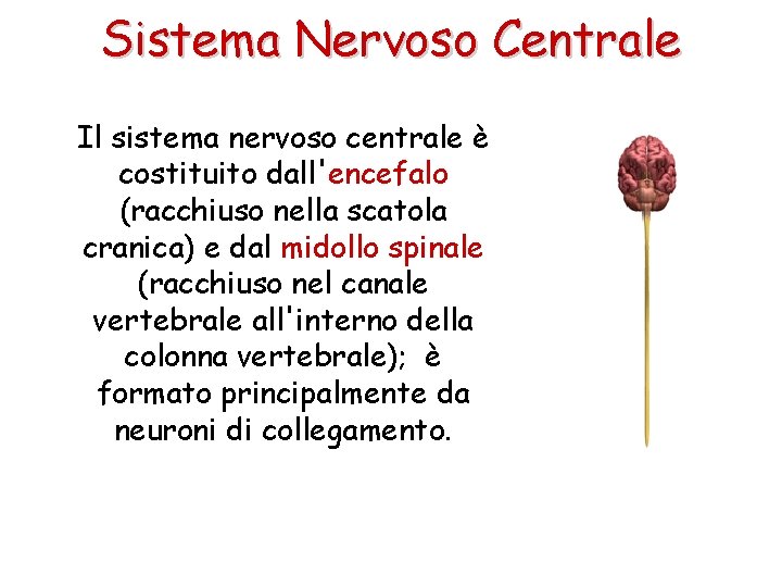 Sistema Nervoso Centrale Il sistema nervoso centrale è costituito dall'encefalo (racchiuso nella scatola cranica)