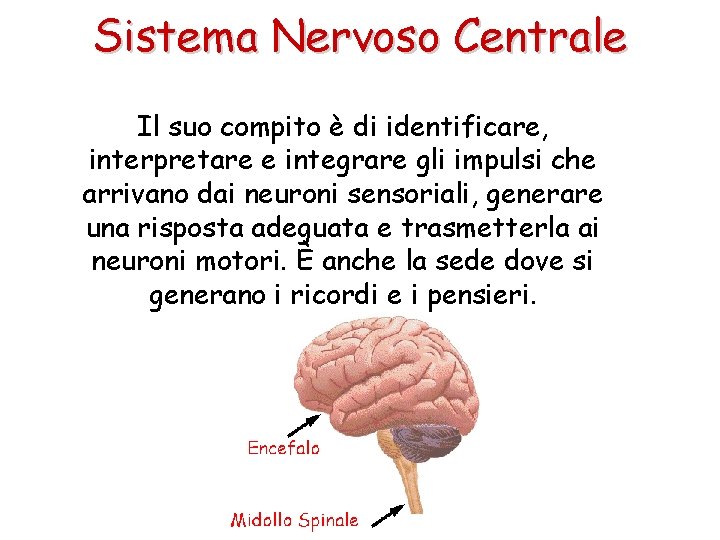 Sistema Nervoso Centrale Il suo compito è di identificare, interpretare e integrare gli impulsi