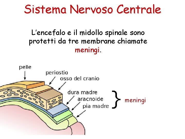 Sistema Nervoso Centrale L’encefalo e il midollo spinale sono protetti da tre membrane chiamate