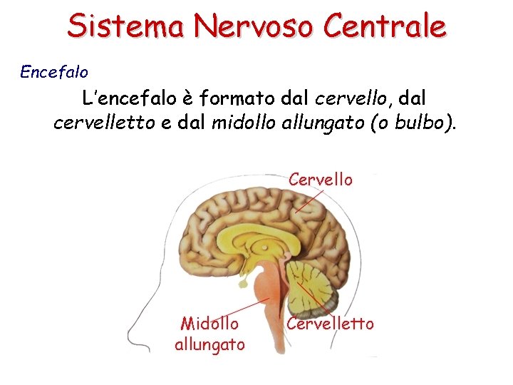 Sistema Nervoso Centrale Encefalo L’encefalo è formato dal cervello, dal cervelletto e dal midollo